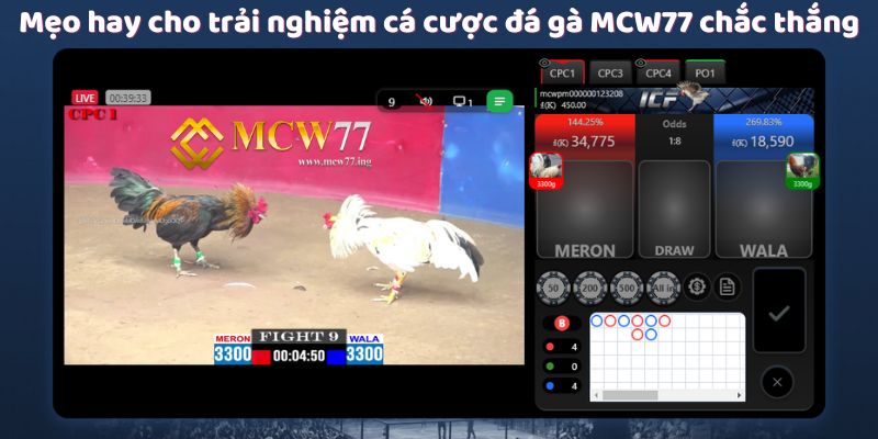 Mẹo hay cho trải nghiệm cá cược đá gà MCW77 chắc thắng