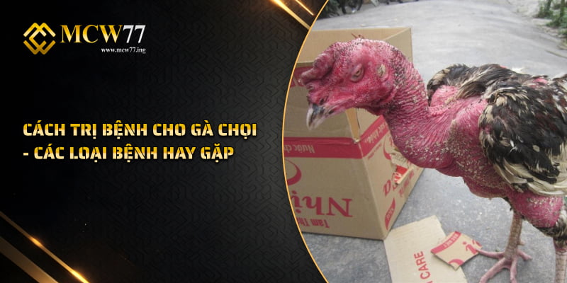 Cách trị bệnh cho gà chọi - Các loại bệnh hay gặp