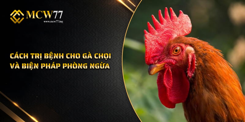 Cách trị bệnh cho gà chọi và biện pháp phòng ngừa