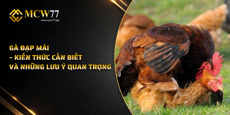 Gà Đạp Mái – Kiến Thức Cần Biết Và Những Lưu Ý Quan Trọng
