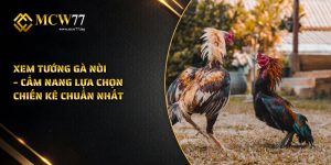 Xem Tướng Gà Nòi – Cẩm Nang Lựa Chọn Chiến Kê Chuẩn Nhất