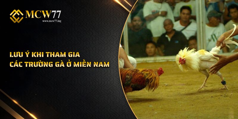 Lưu Ý Khi Tham Gia Các Trường Gà Ở Miền Nam