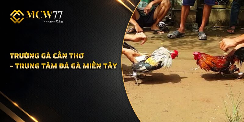 Trường Gà Cần Thơ – Trung Tâm Đá Gà Miền Tây